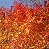 日光の紅葉　竜頭の滝付近
