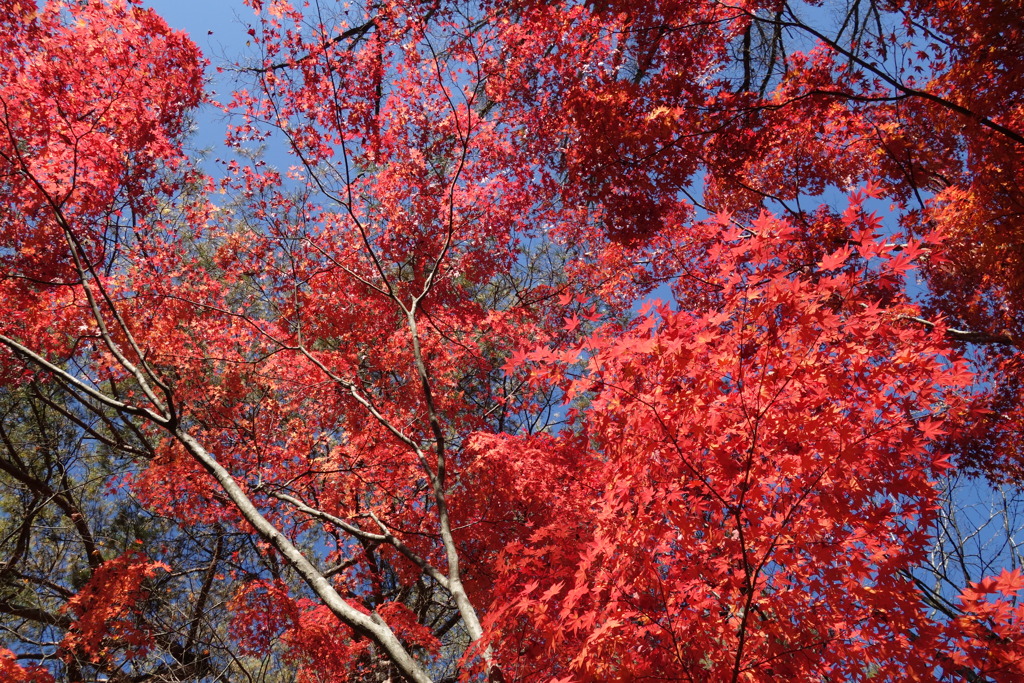軽井沢　高原教会の紅葉　3