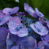 紫陽花　2