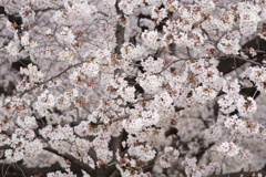 桜　今、咲き誇る