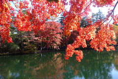 軽井沢雲場池の紅葉　4