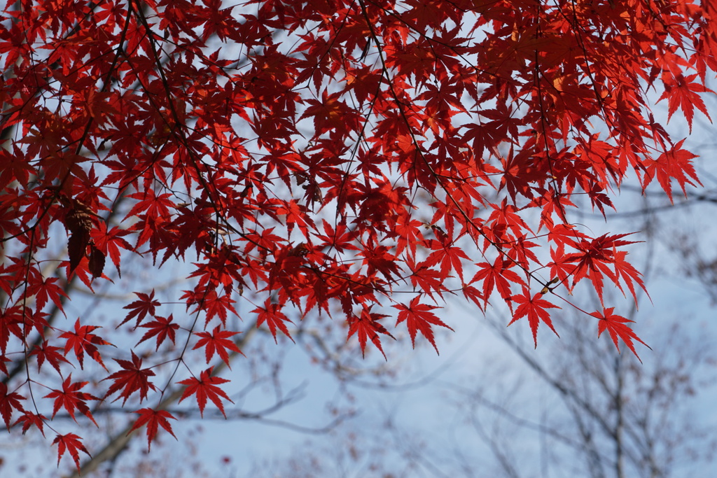 紅葉　冬近し