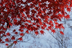 紅葉　冬近し