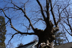 熊野神社　御神木　