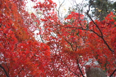 伊香保で見つけた紅葉　1　