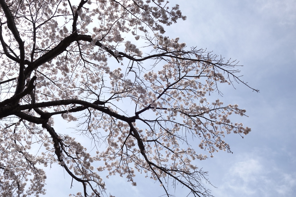 公園の桜　3