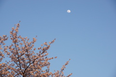 桜と月　1