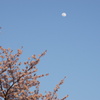 桜と月　1