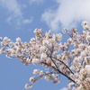 桜と雲と青い空　4