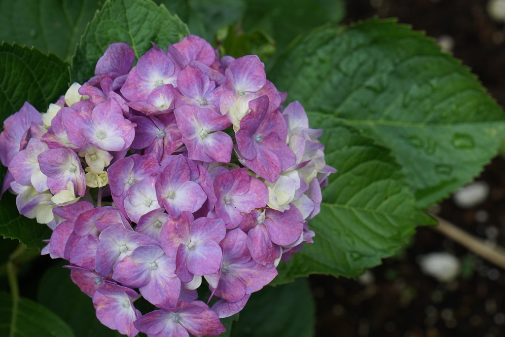 紫陽花　2