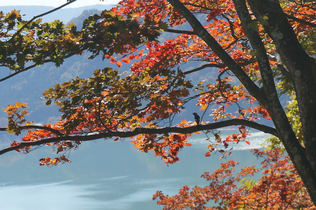 小鳥の紅葉狩り