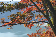 小鳥の紅葉狩り