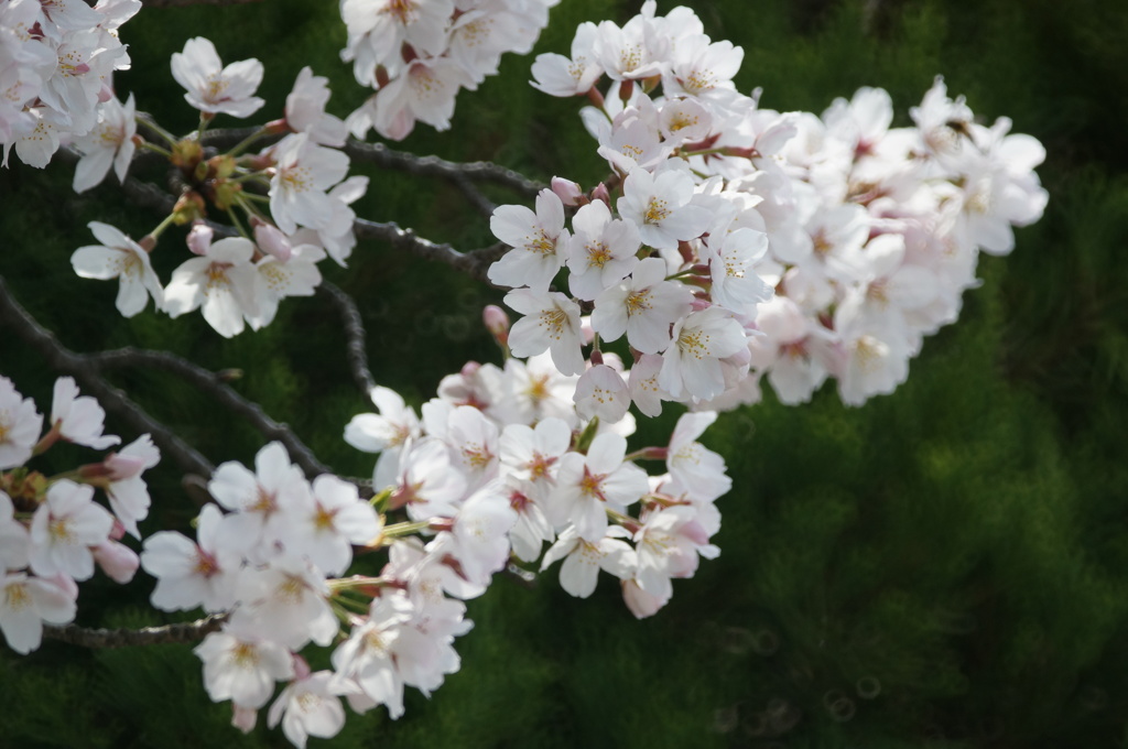桜のやさしさ　4