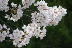 桜のやさしさ　4