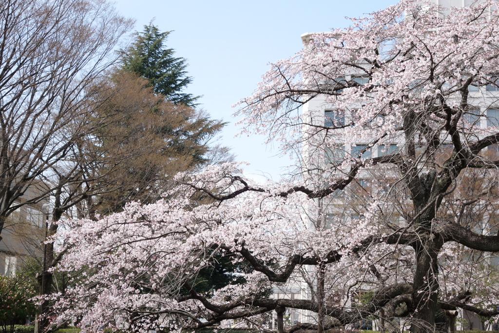 早咲きの桜　2
