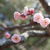 春の便り　梅