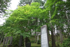 三峰神社の緑　2