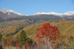 初冠雪と大楓  初冠雪と大楓