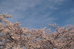 白雲と桜
