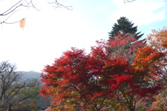 軽井沢　雲場池の紅葉　5