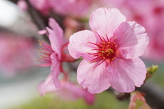 河津桜