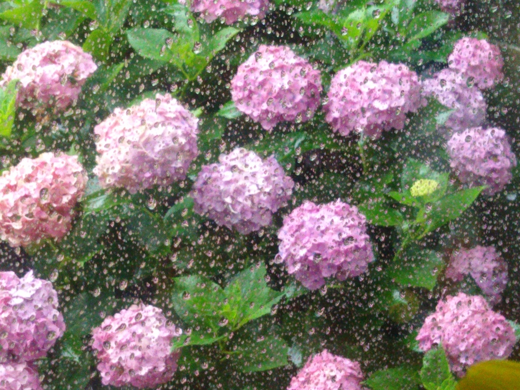 窓の外は雨