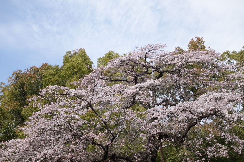 早咲きの桜　1