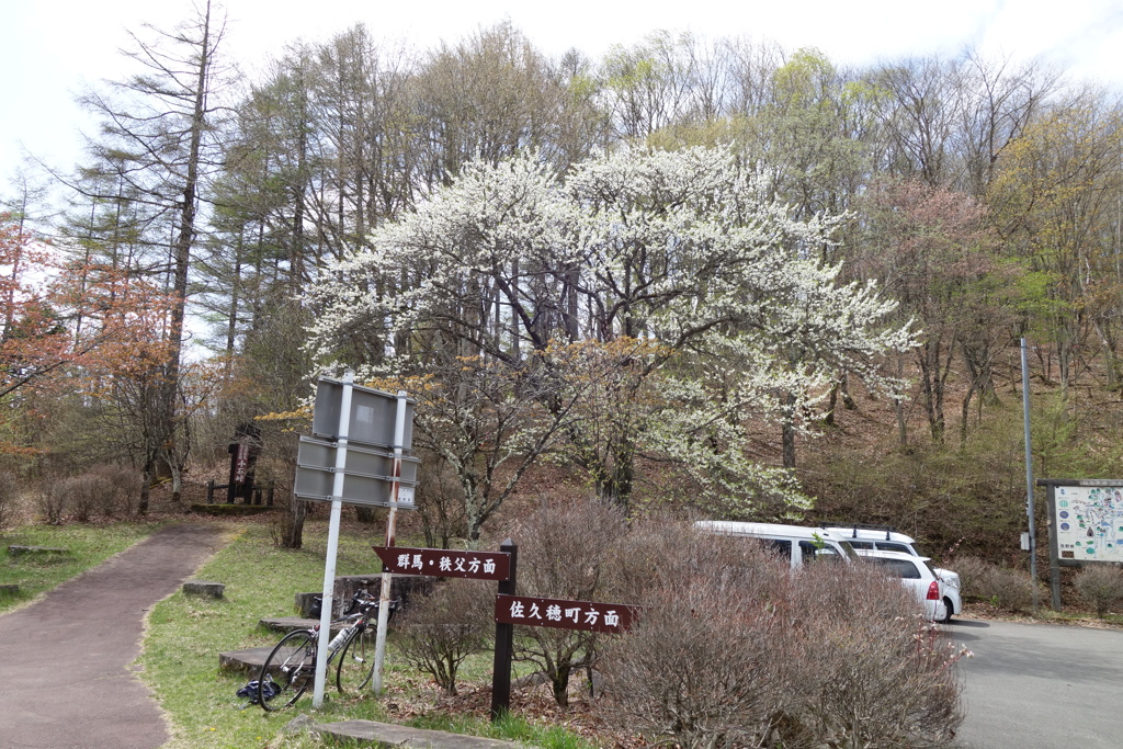 十石峠　桜