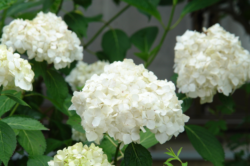 白い紫陽花