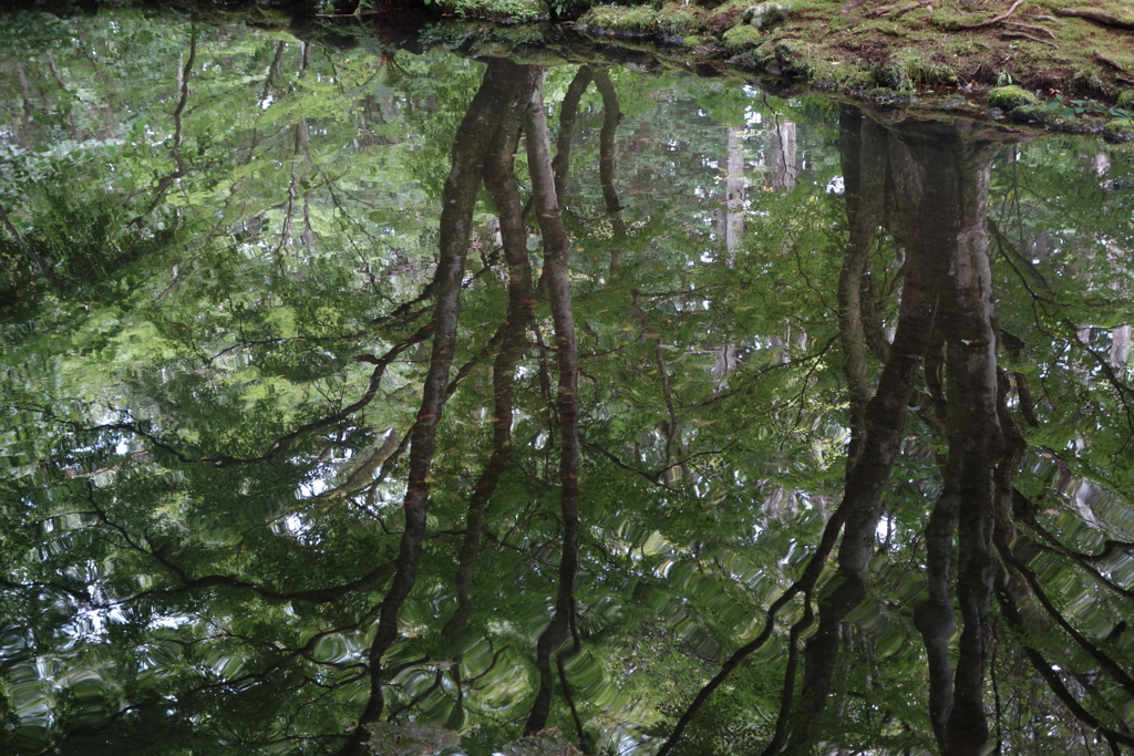 リフレクション　雲場池