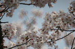 桜のやさしさ　3
