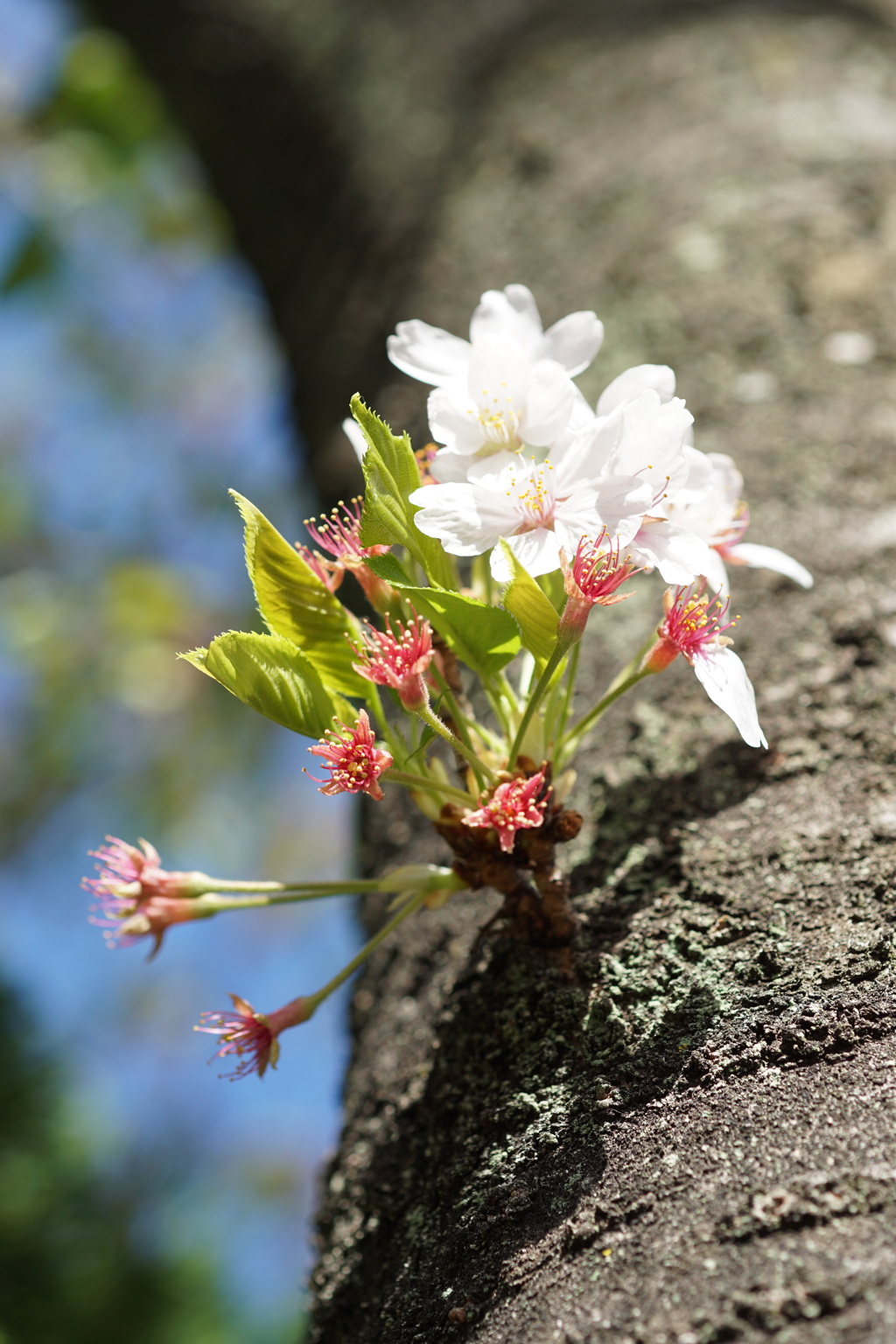桜　ラストリーフ　1