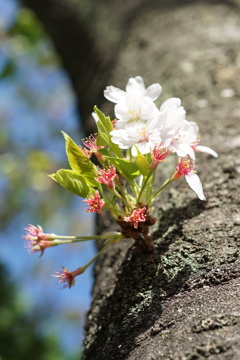 桜　ラストリーフ　1