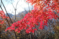 三峯神社　紅葉　3