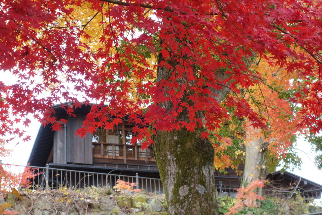 伊香保温泉街　紅葉