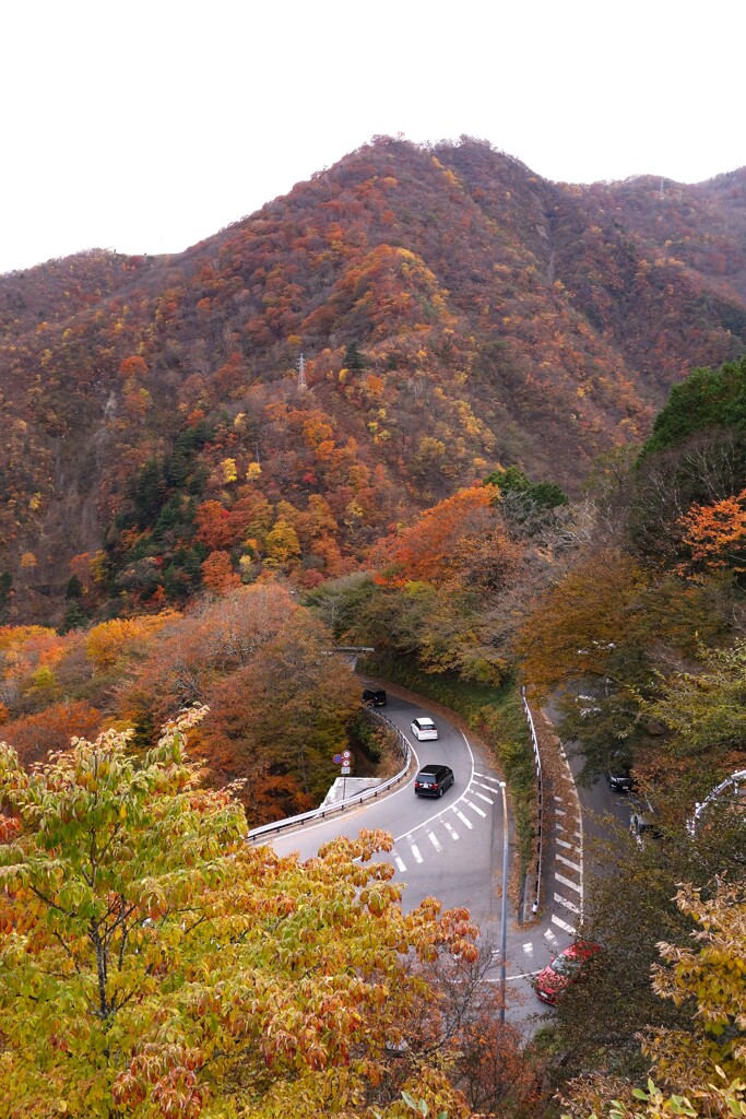 いろは坂 紅葉