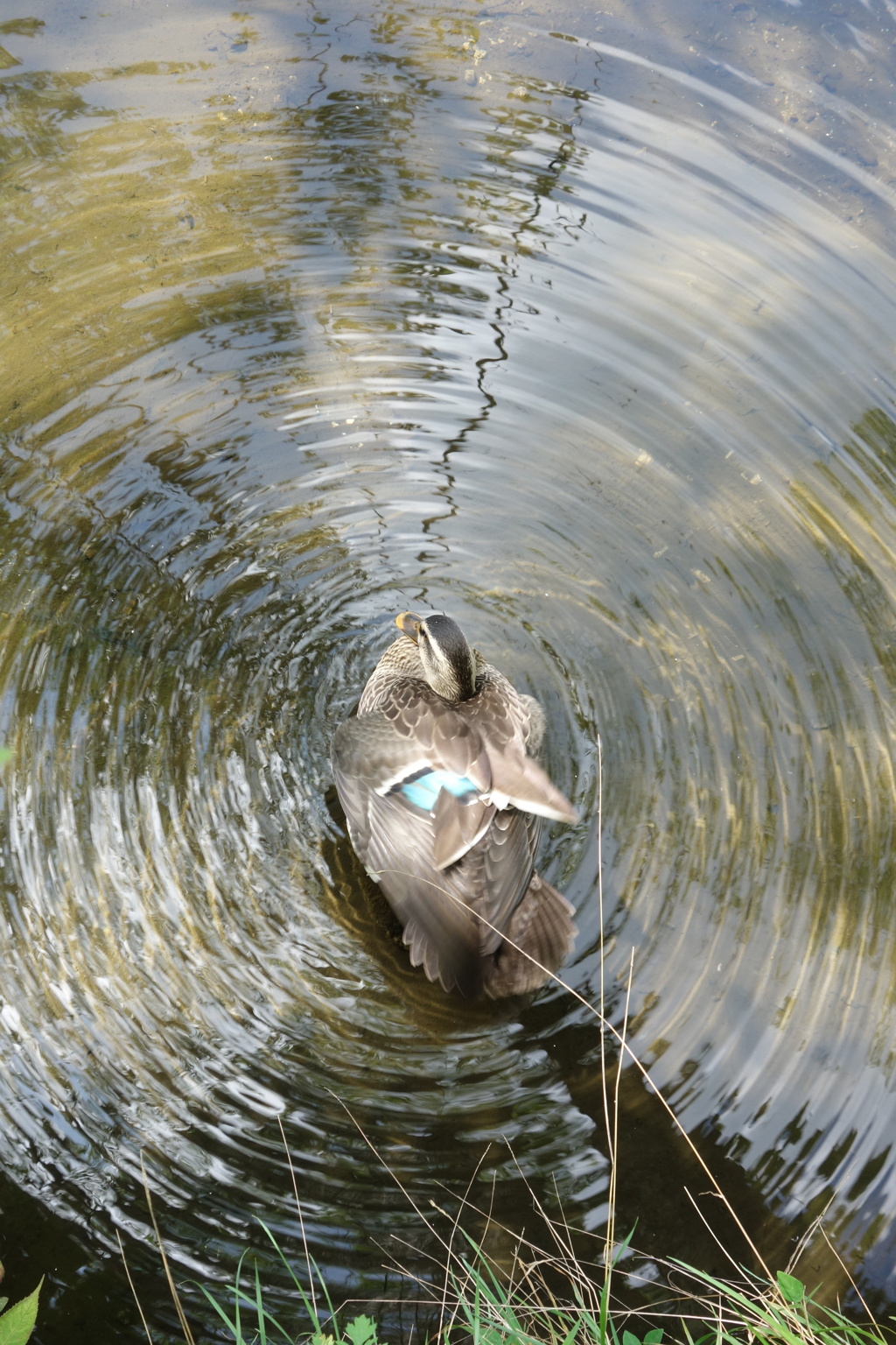 水鳥　波紋　雲場池にて