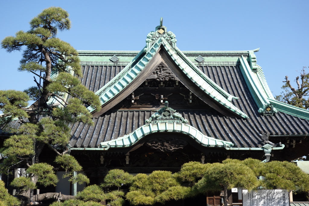 柴又帝釈天の松
