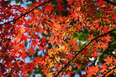 紅葉　公園にて