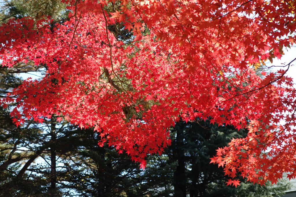 軽井沢高原教会の紅葉