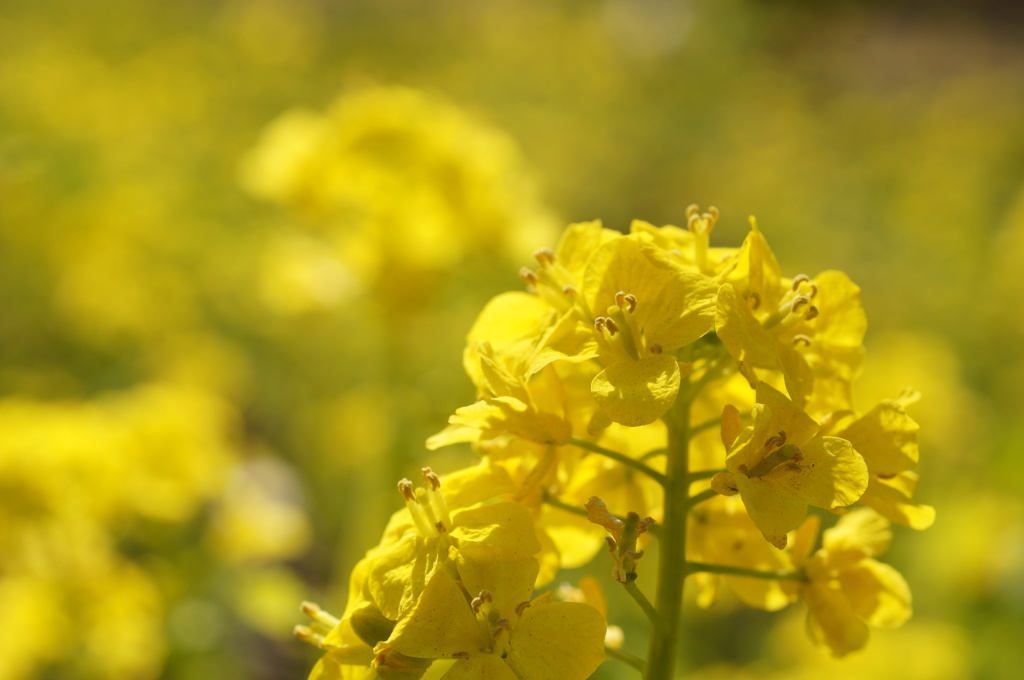 菜の花