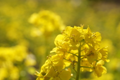 菜の花