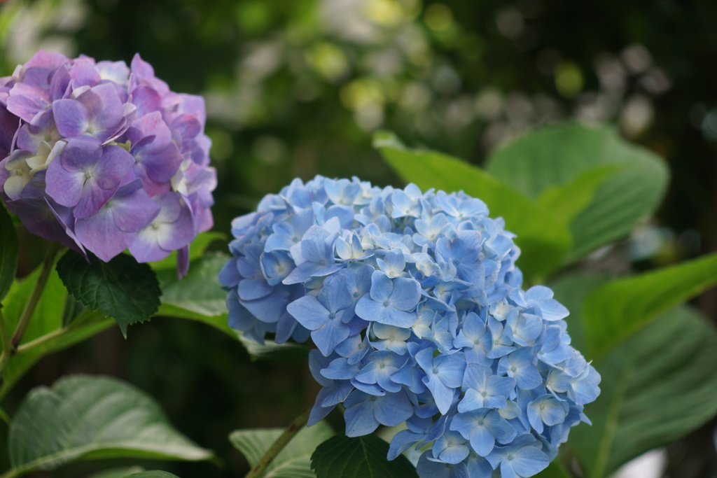 紫陽花　2色