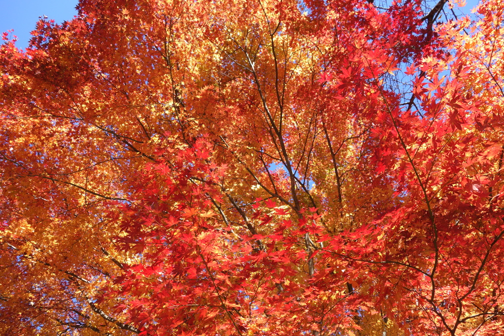 榛名湖　紅葉ラスト
