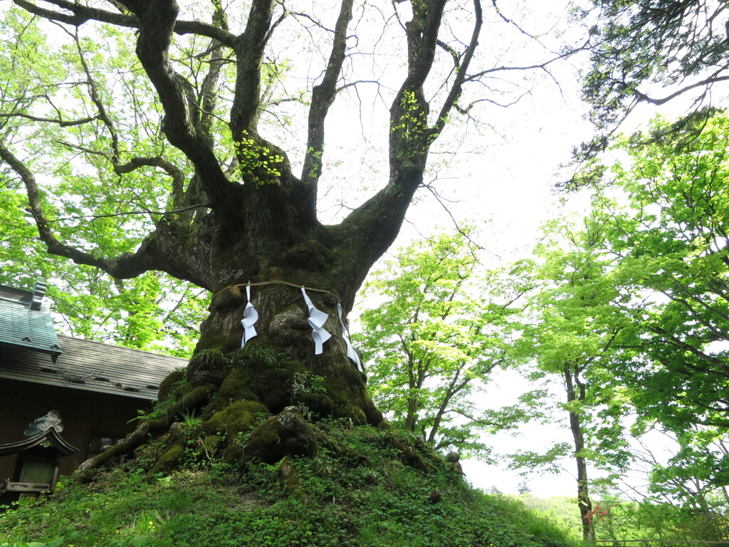 御神木　熊野神社にて