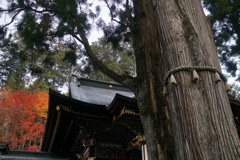 御神木と紅葉