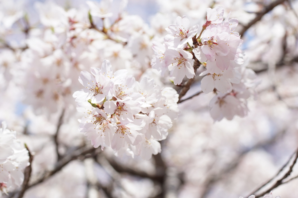 桜　満開　アップ