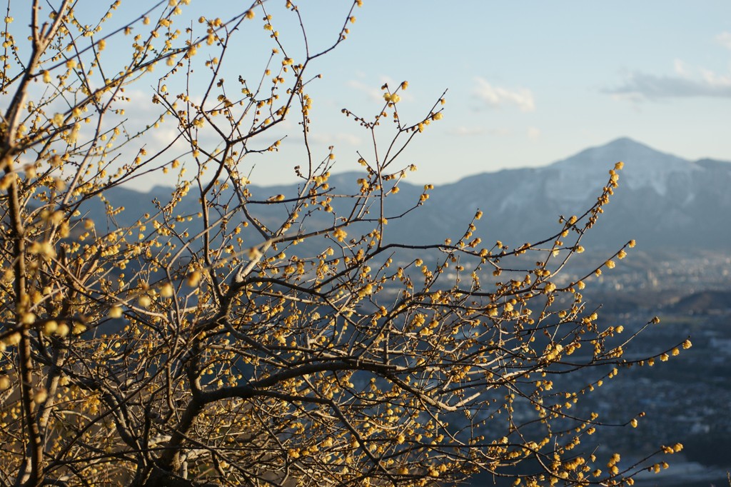 宝登山の蝋梅