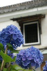 蔵のある風景　紫陽花