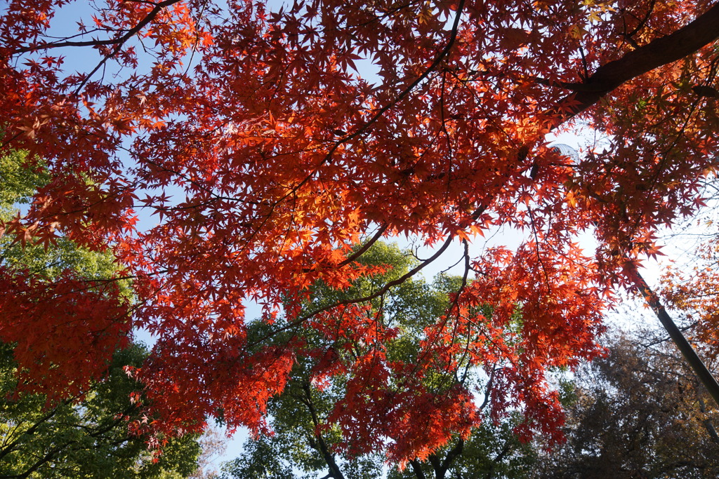 紅葉　5